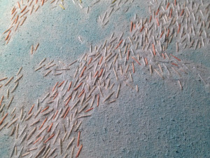 Embroidery detail