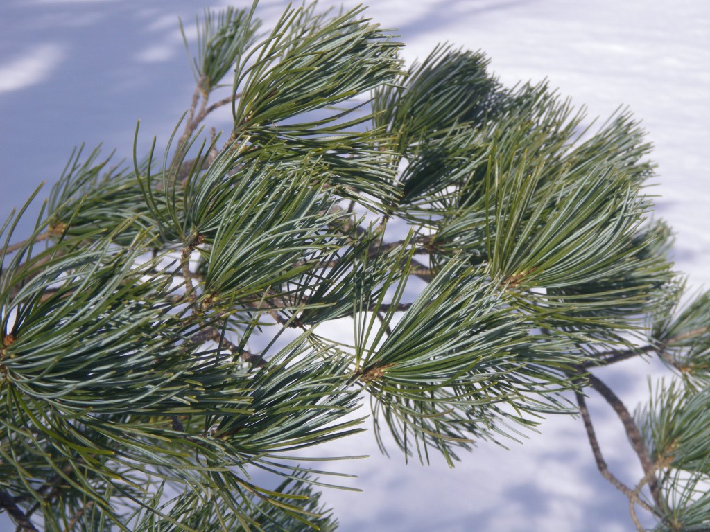Pine