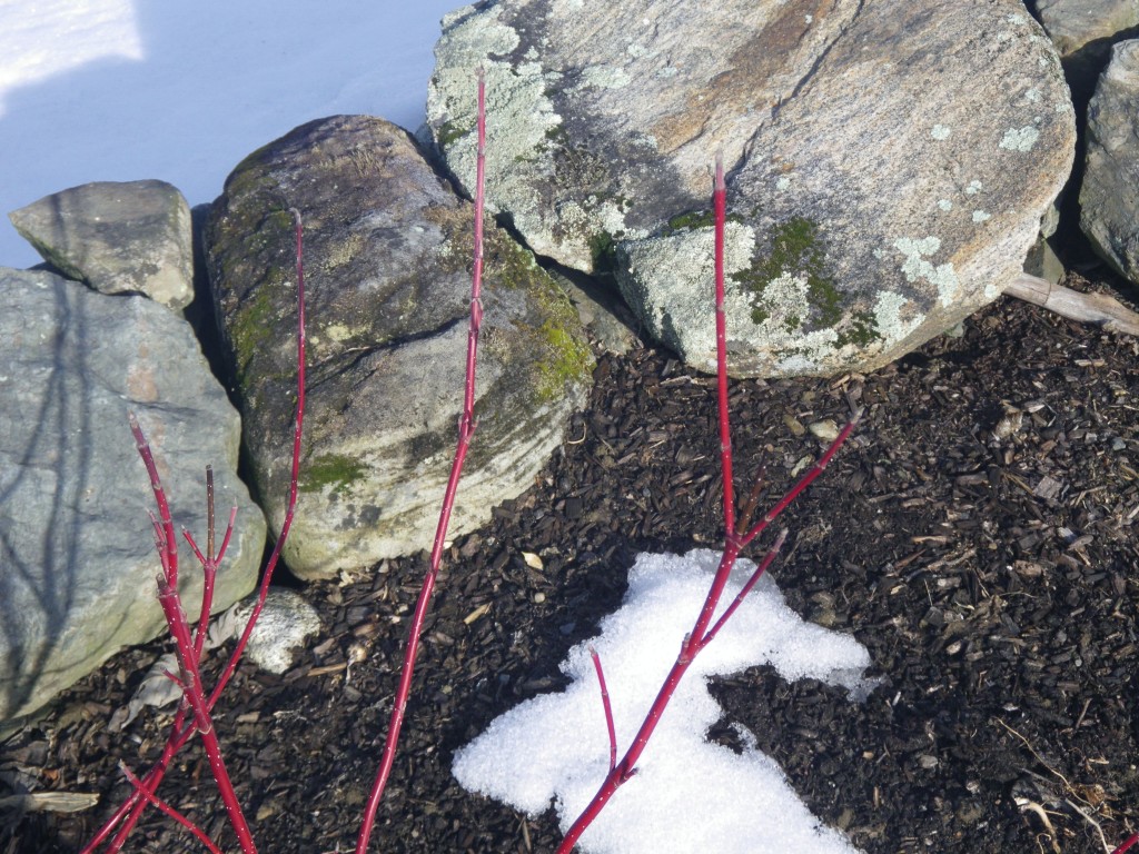 Red barked dogwood, moss & Lichen