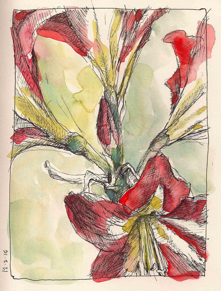 Amaryllis-3