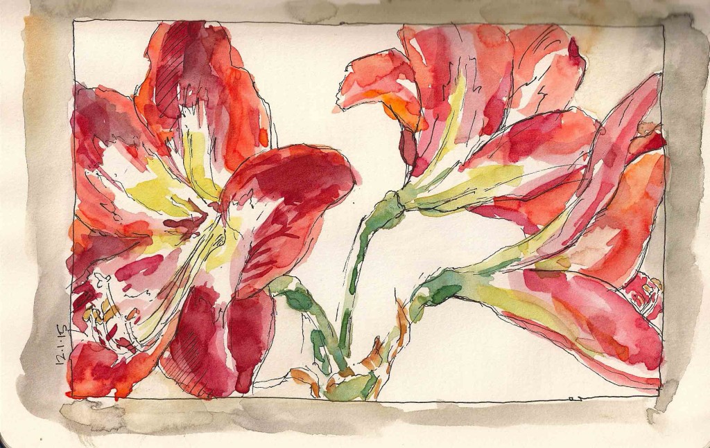 Amaryllis