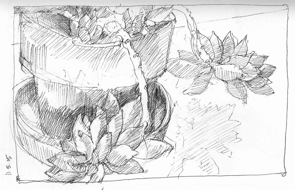 Donkey'sTail-1