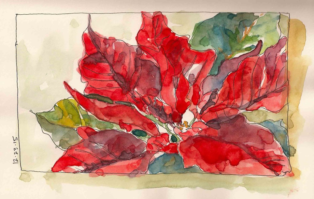Poinsettia-2
