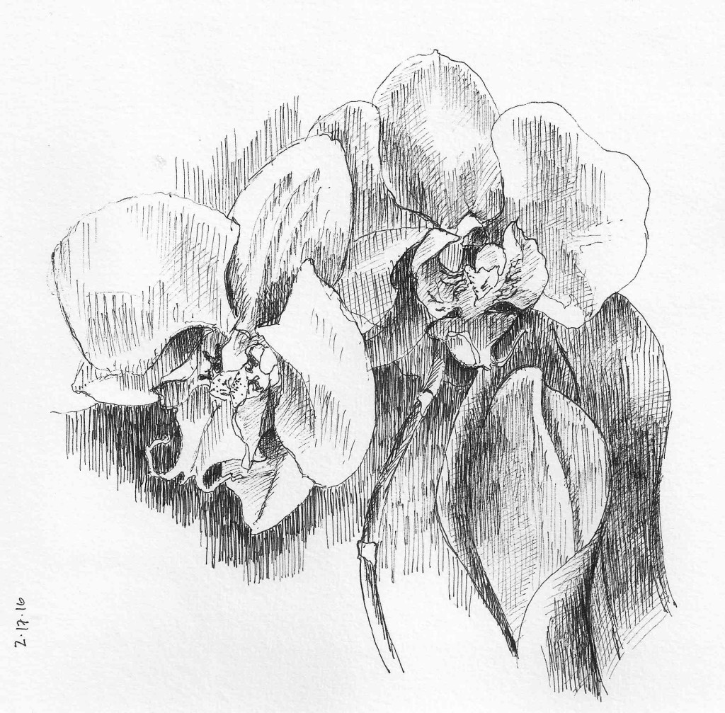 Orchids