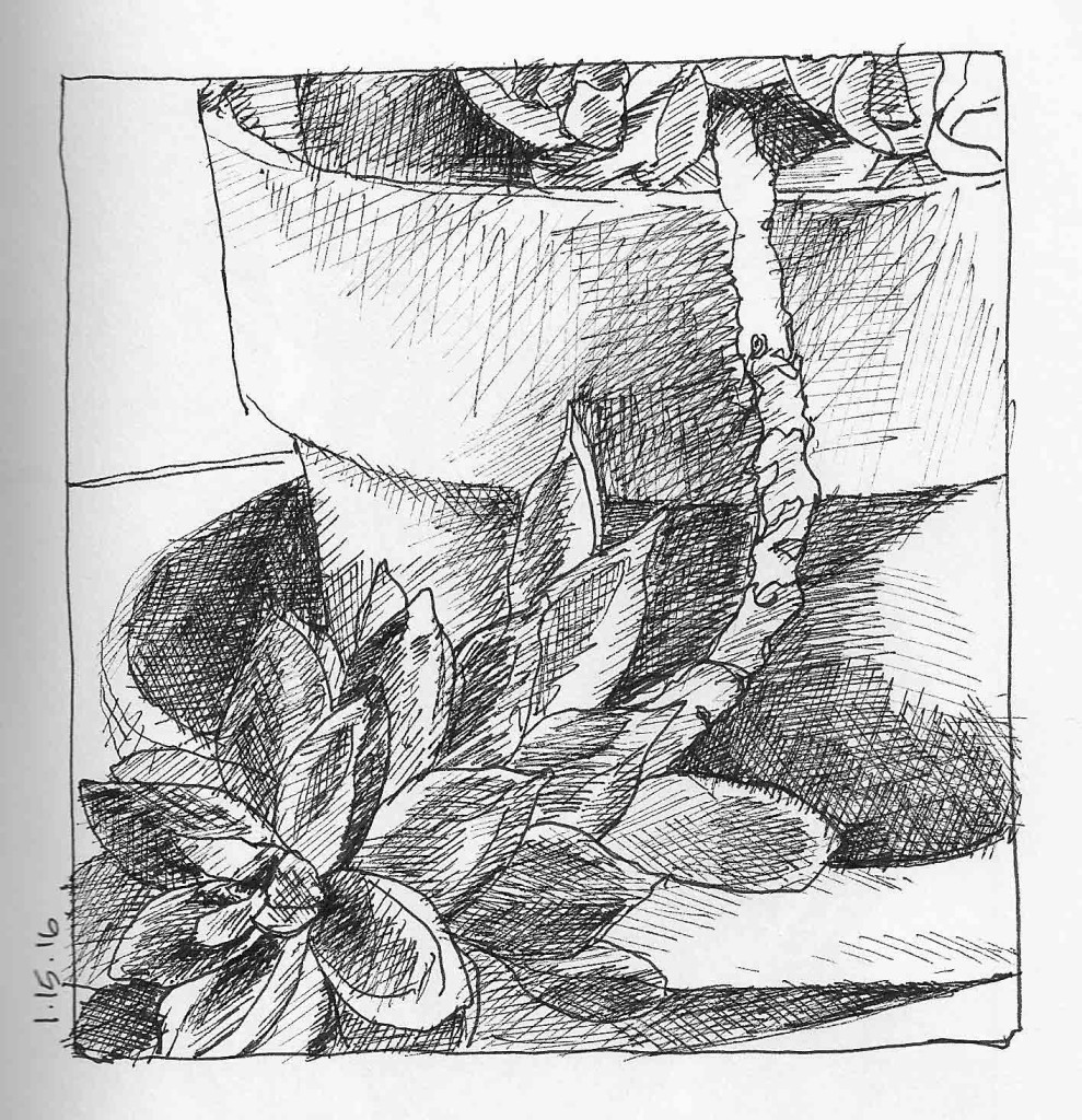 Succulent