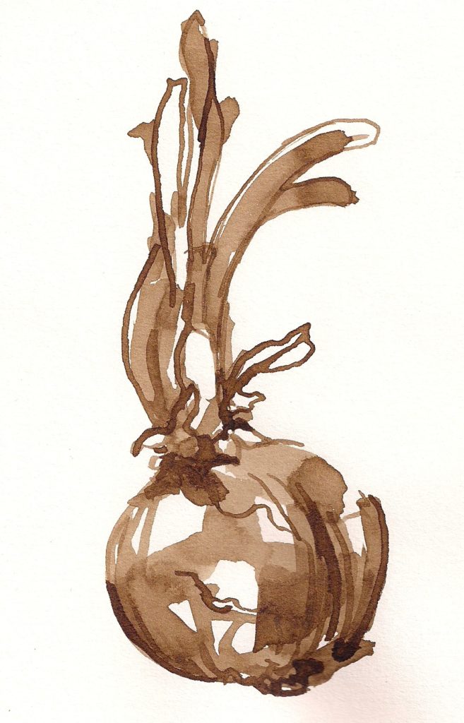 Onion 1