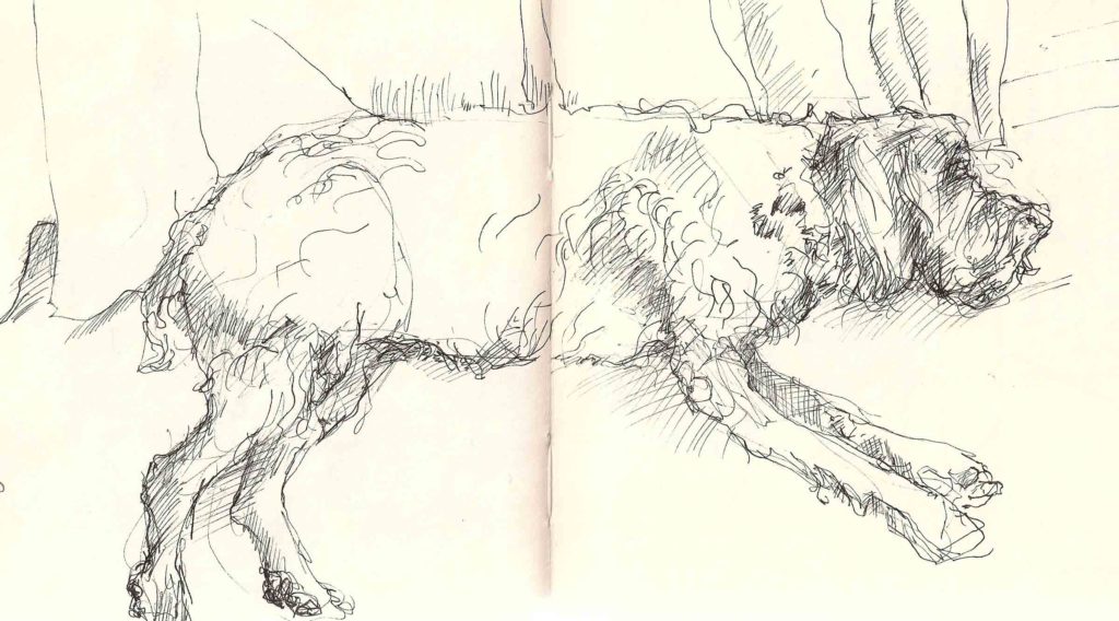 Abbie,-the-Wirehaired-Pointing-Griffon