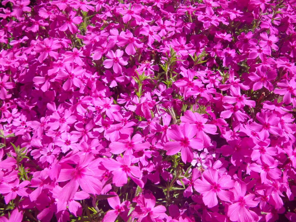 GardenFour