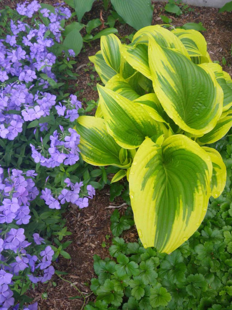 GardenTwo