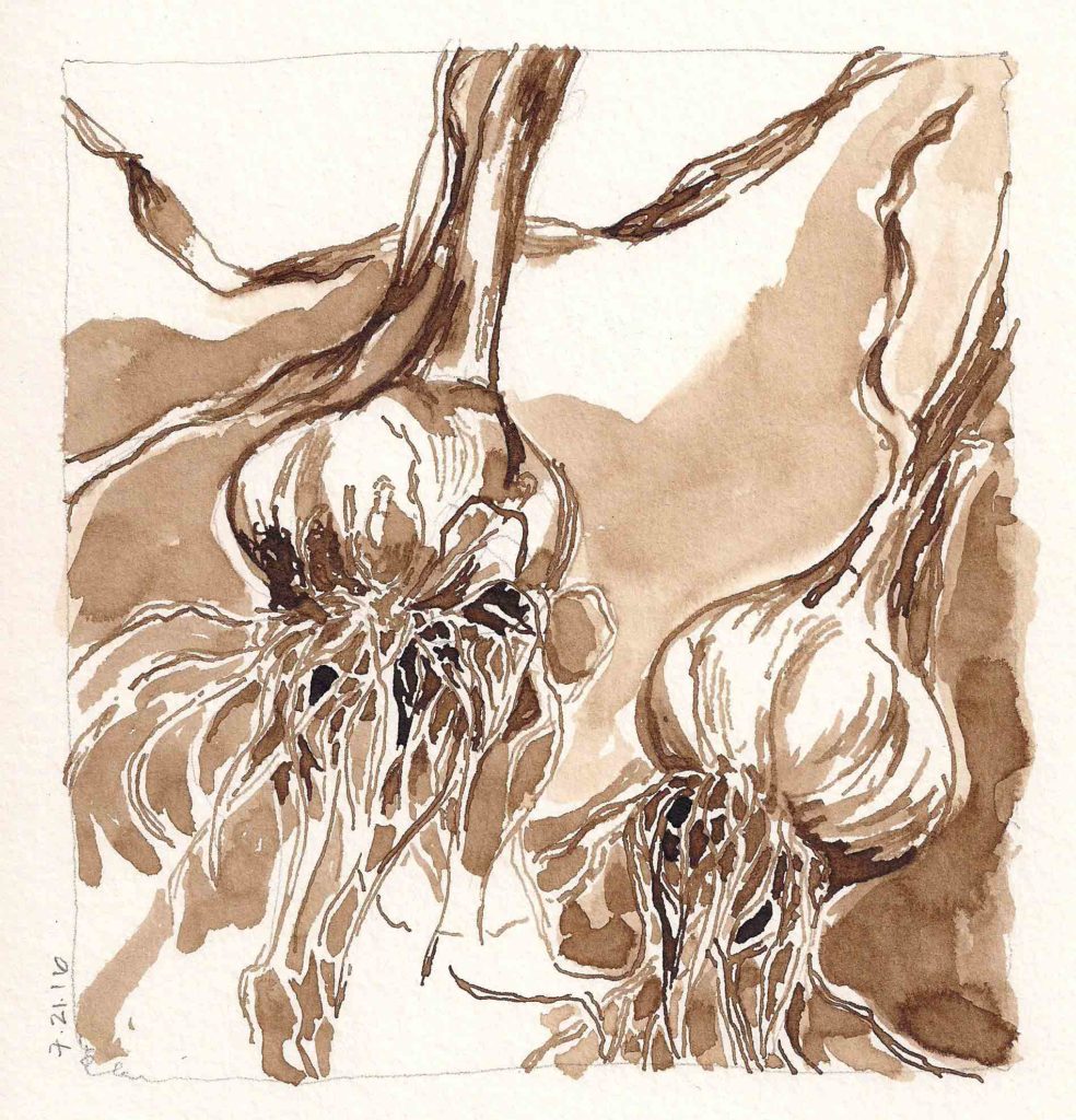 Garlic-Heads