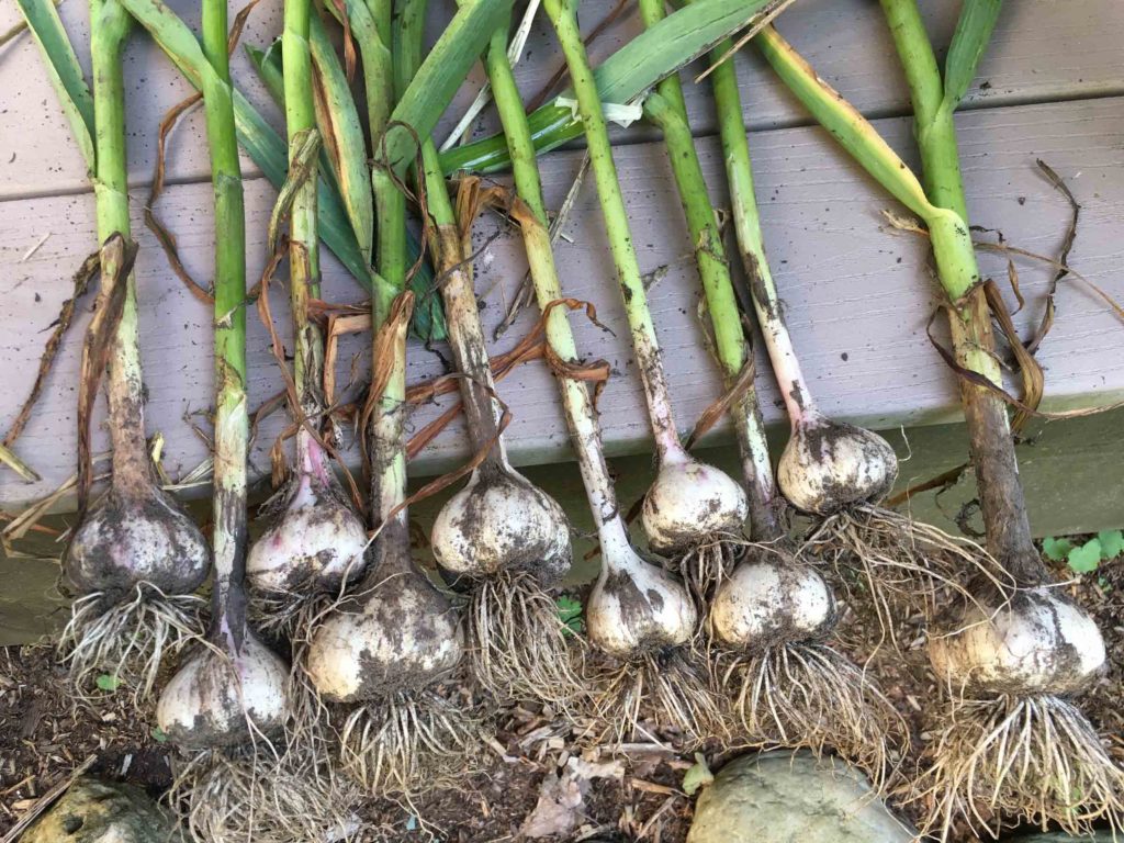 Garlic-Line-up