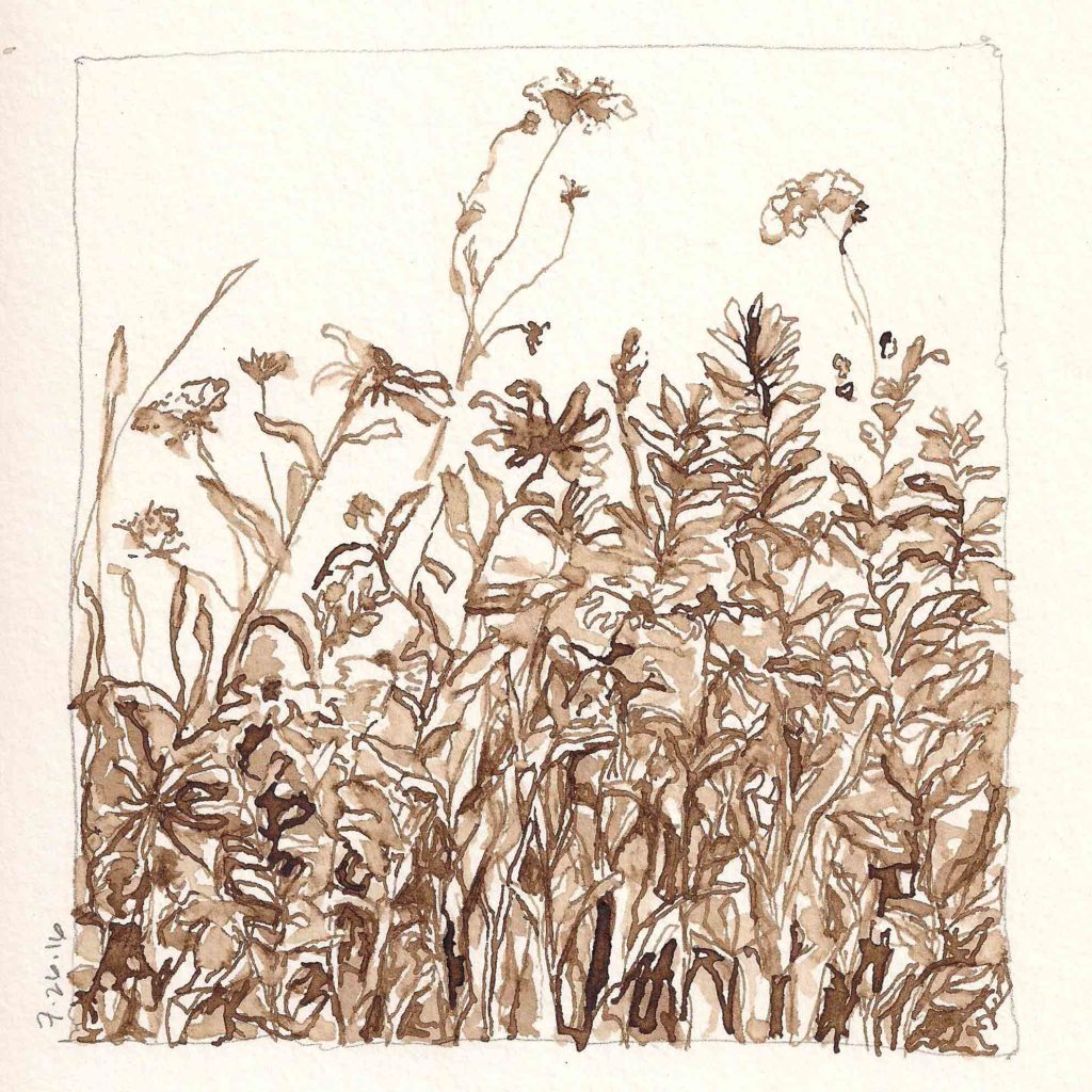 Grasses