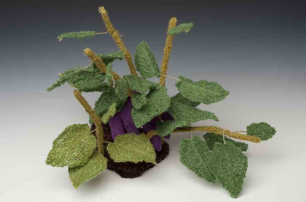 Knotweed Not Safe