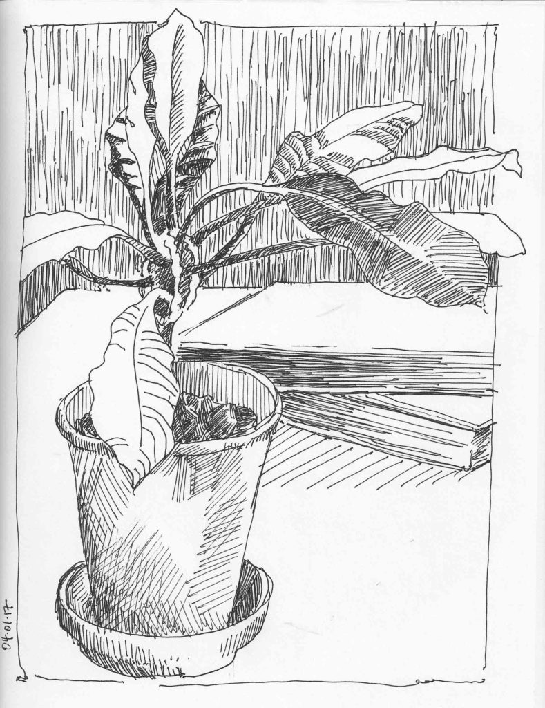 Plant