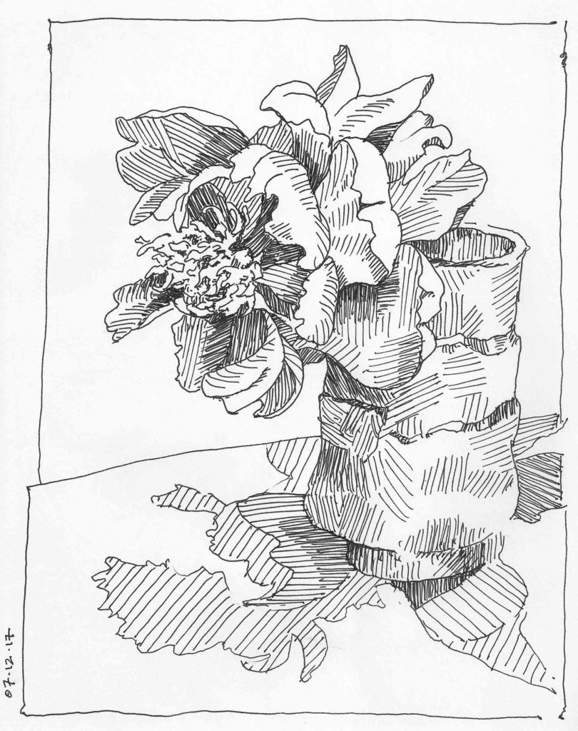 Peony 3