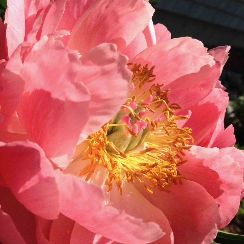 Peony
