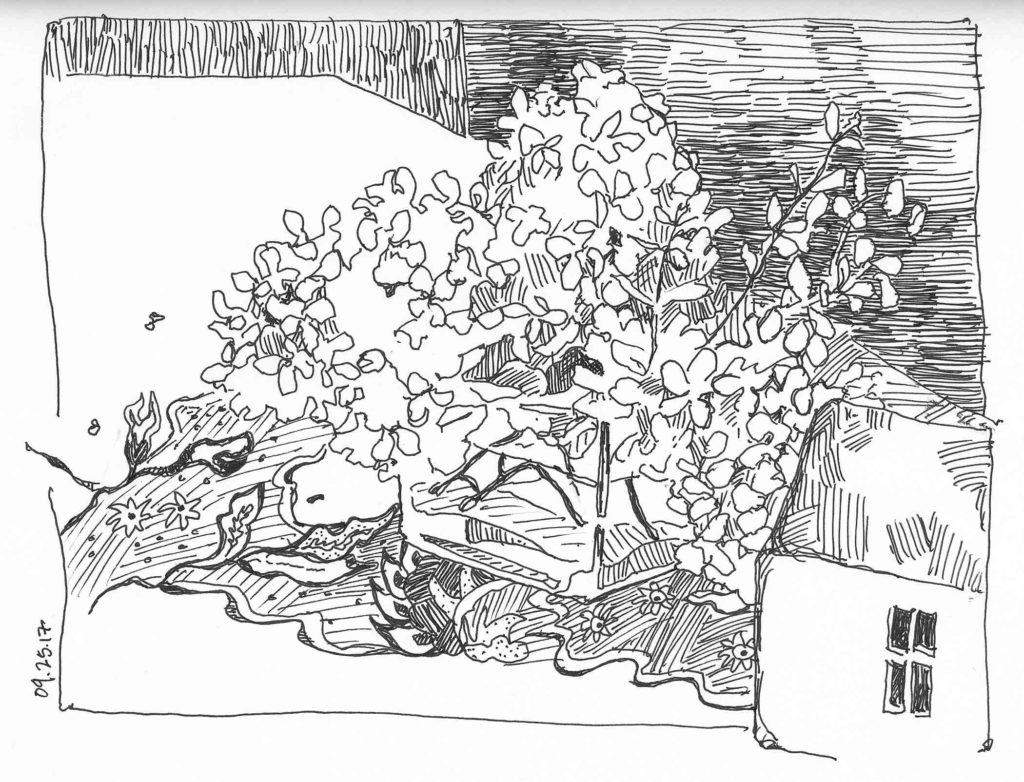 Hydrangeas