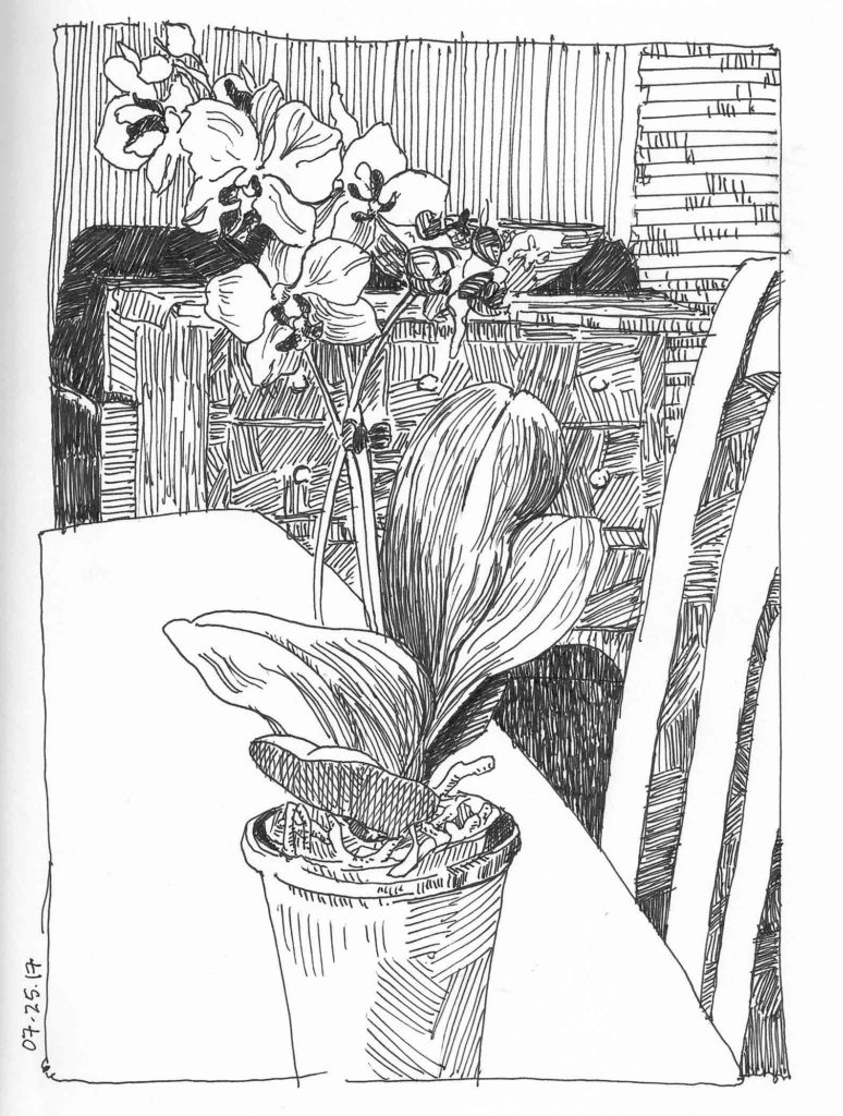 Orchid