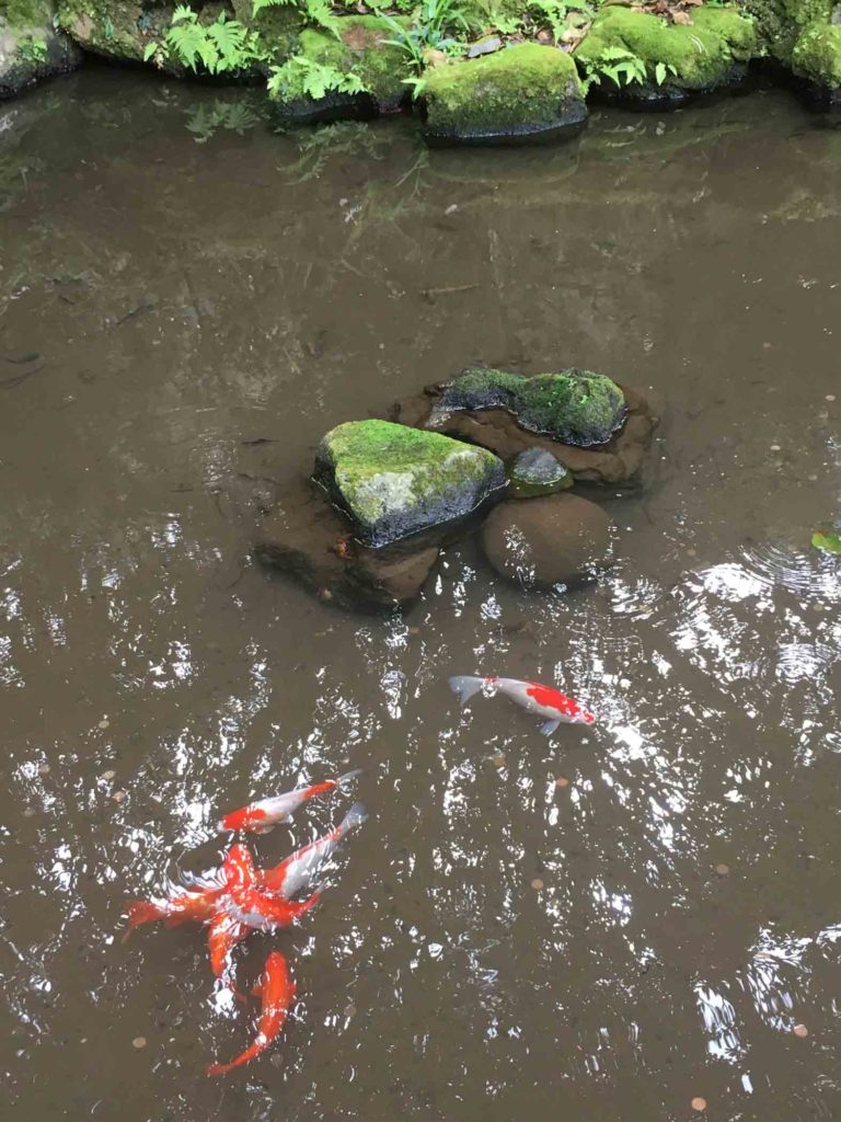 Koi