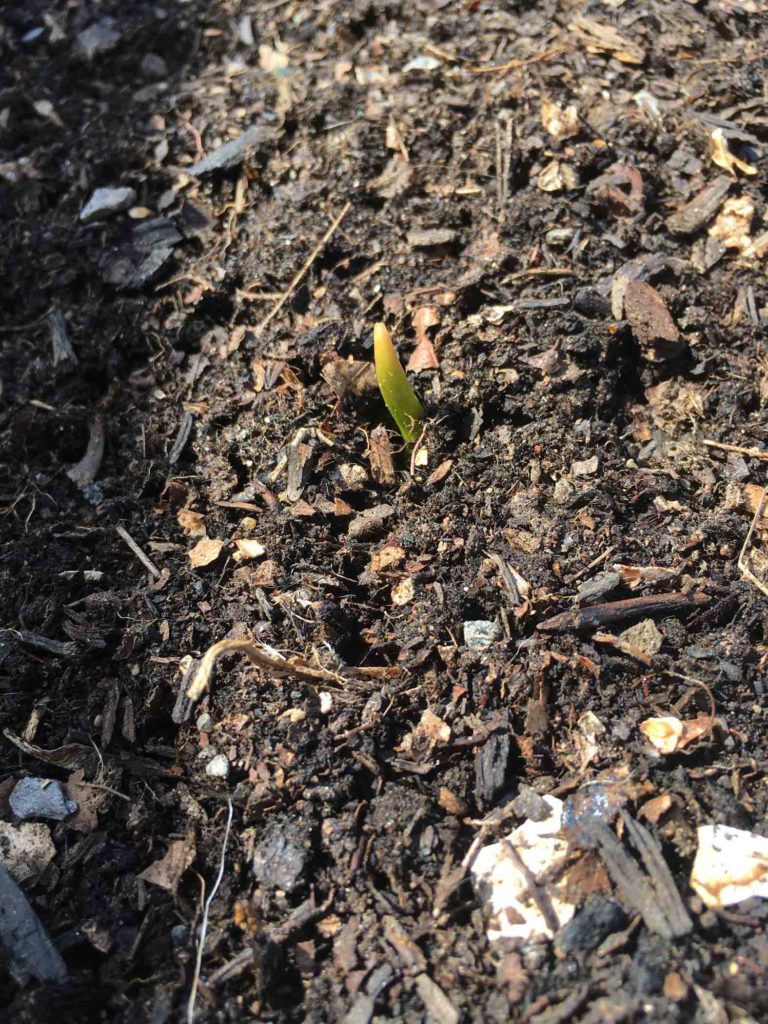 Garlic Sprout