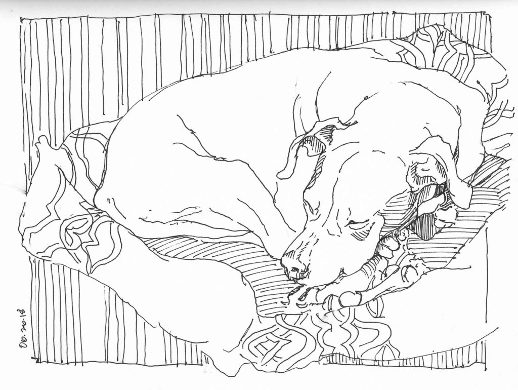 Pattern Pooch