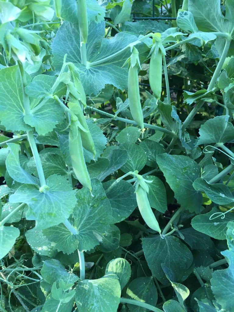 Snow Peas