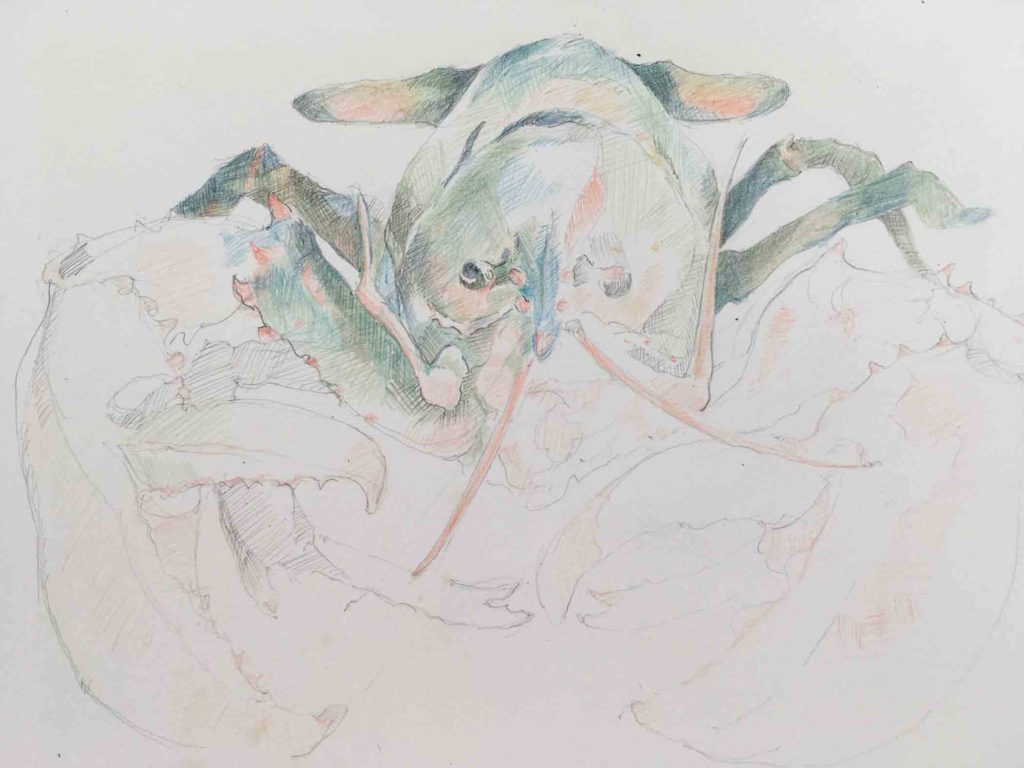 Lobster 2