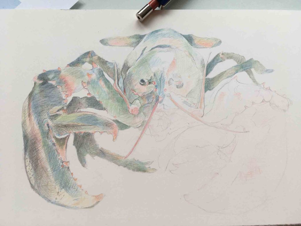 Lobster 3