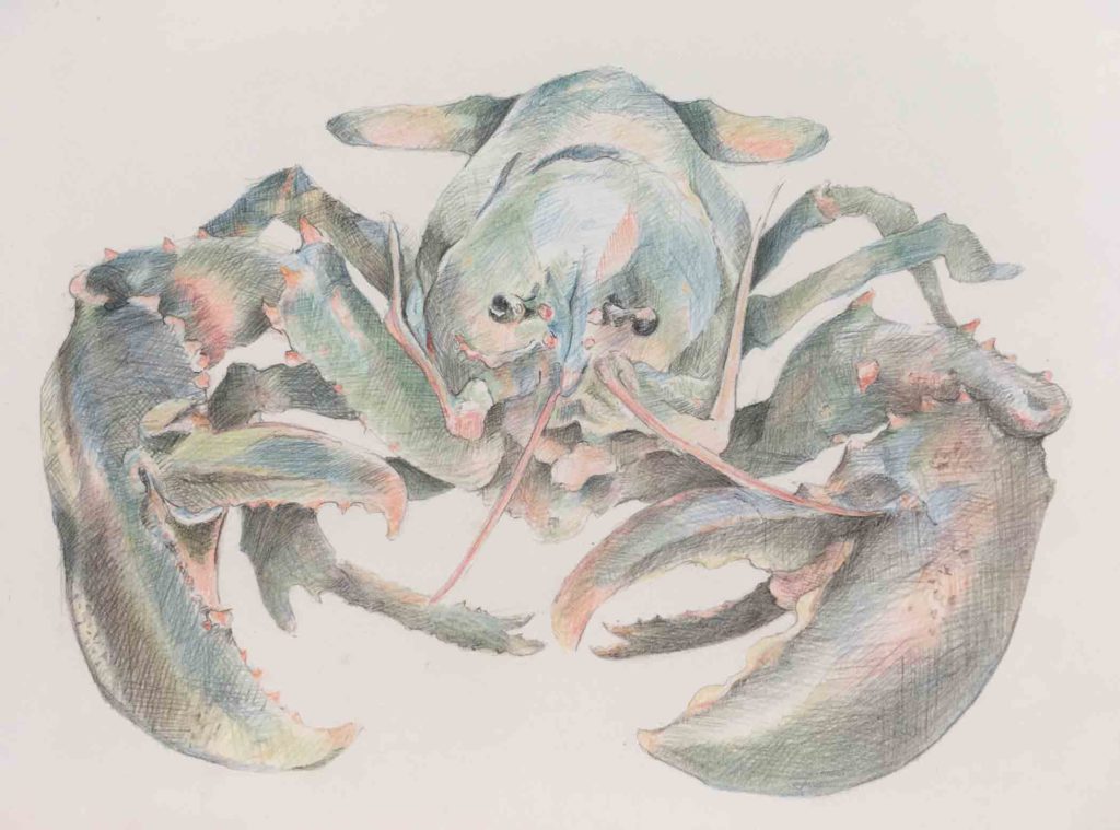 Lobster 4