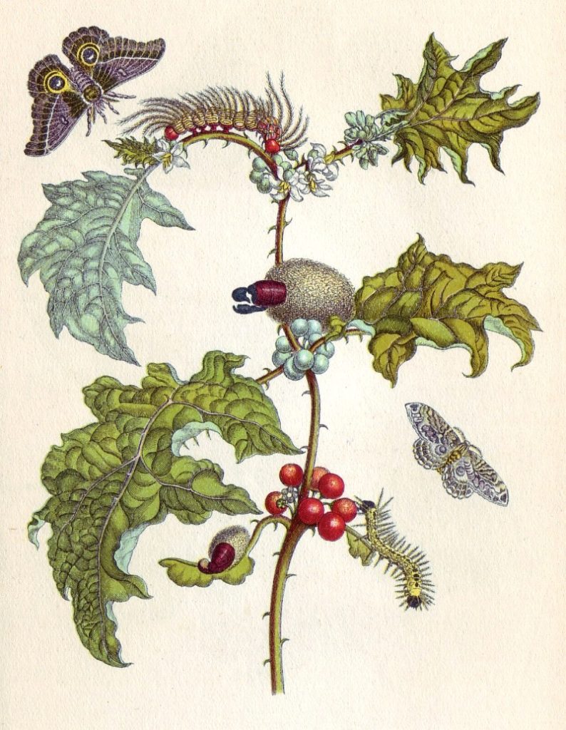 Merian copper engraving