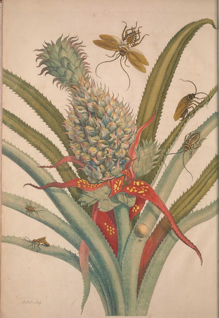 Metamorphosis, Merian