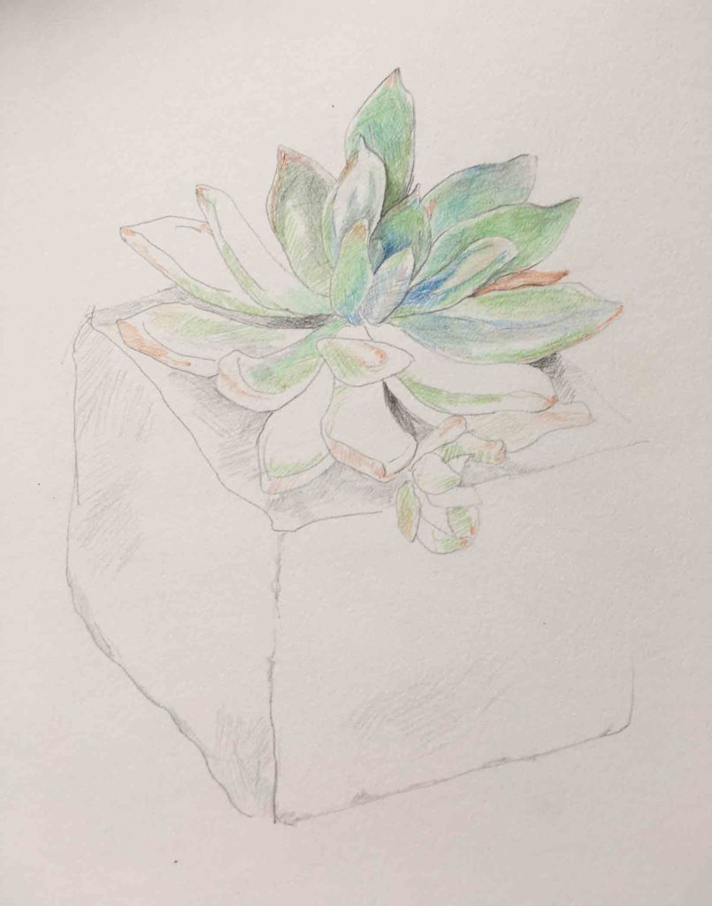 Succulent