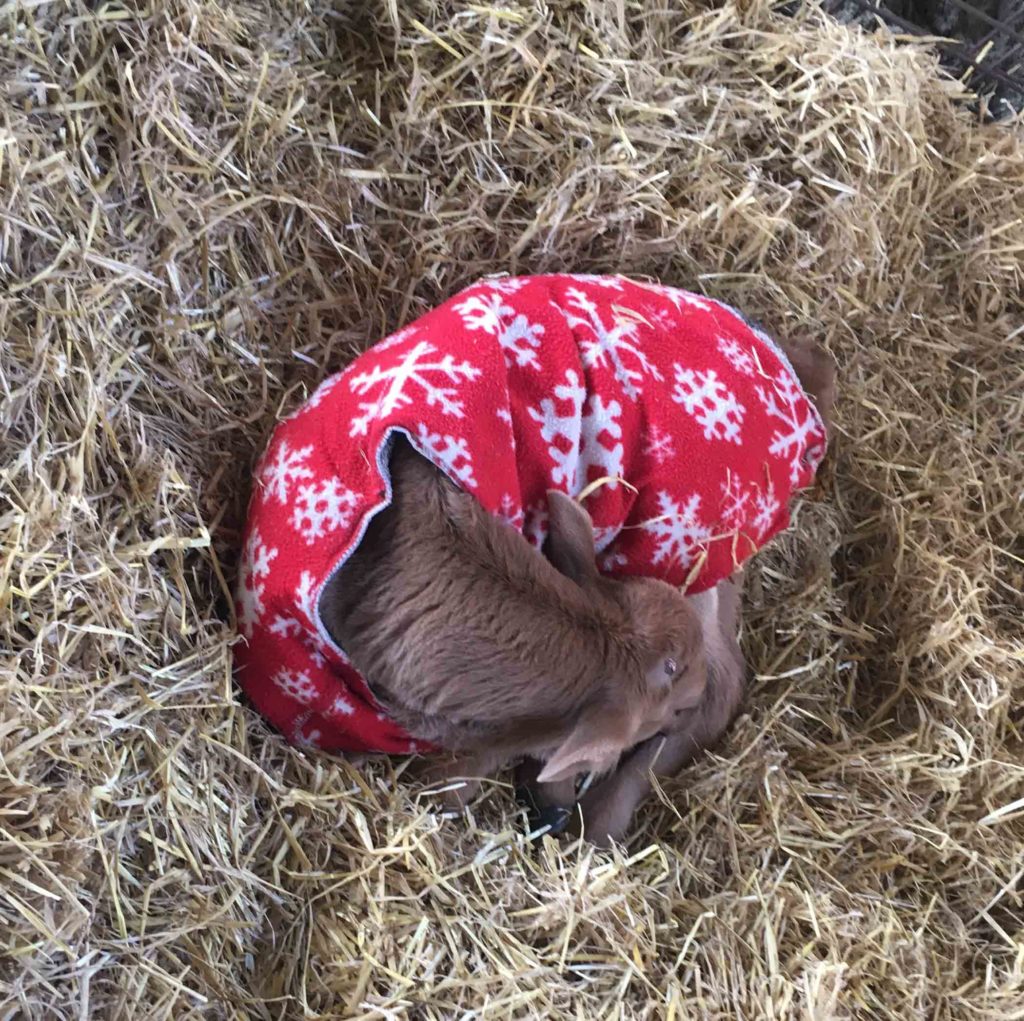 Baby calf