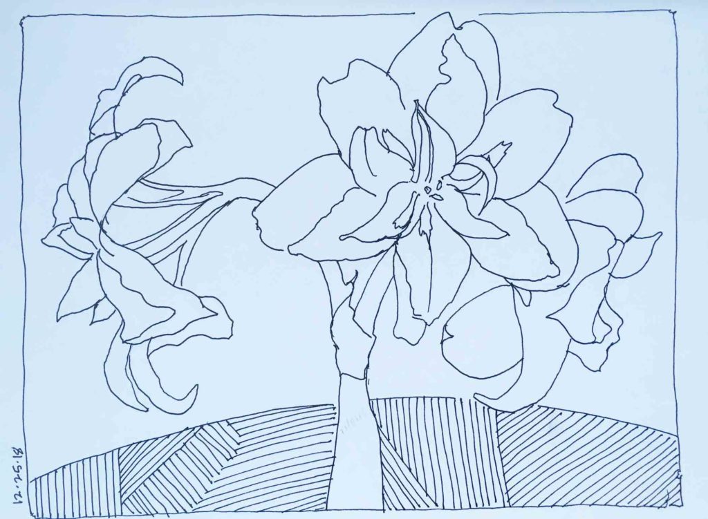 Amaryllis Black and White