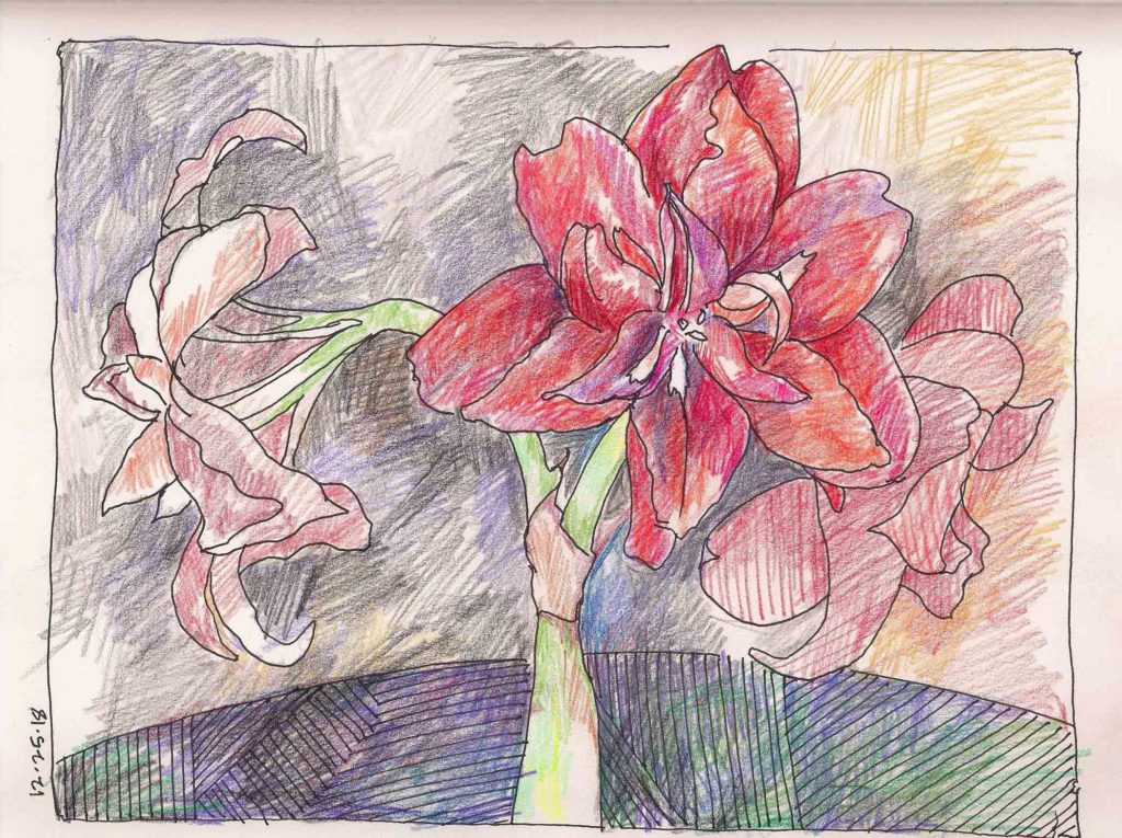 Amaryllis Finished