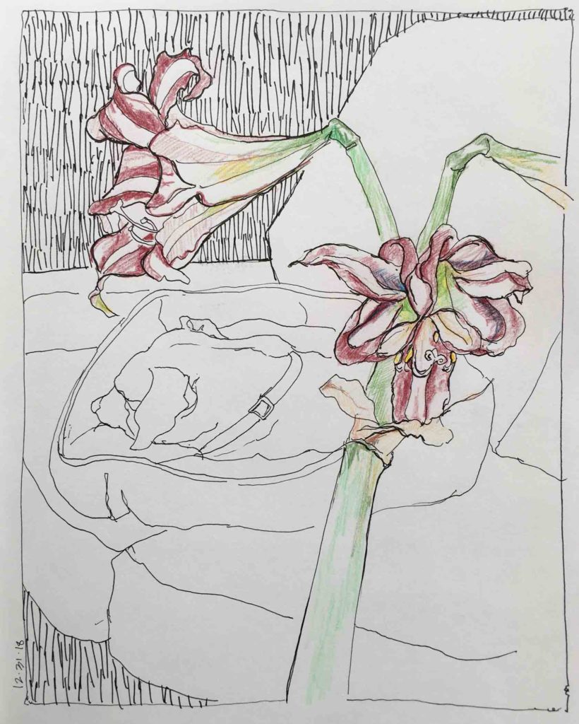 Amaryllis