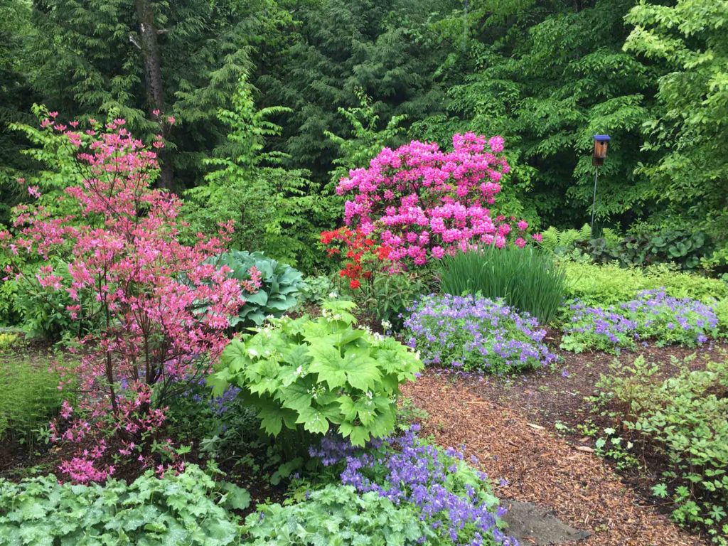 Back Garden in June