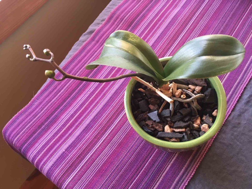 Orchid