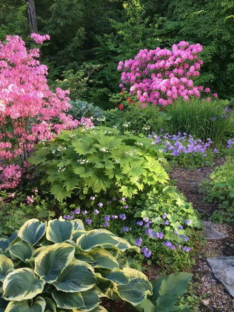 Back Garden
