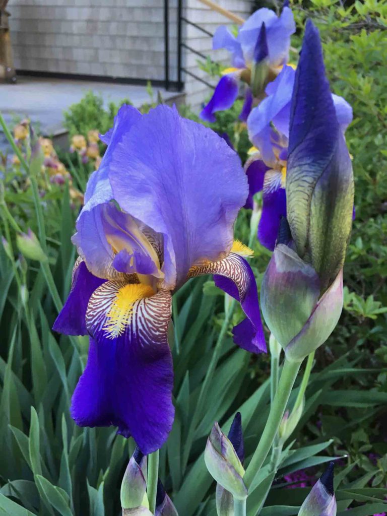 Garden Iris