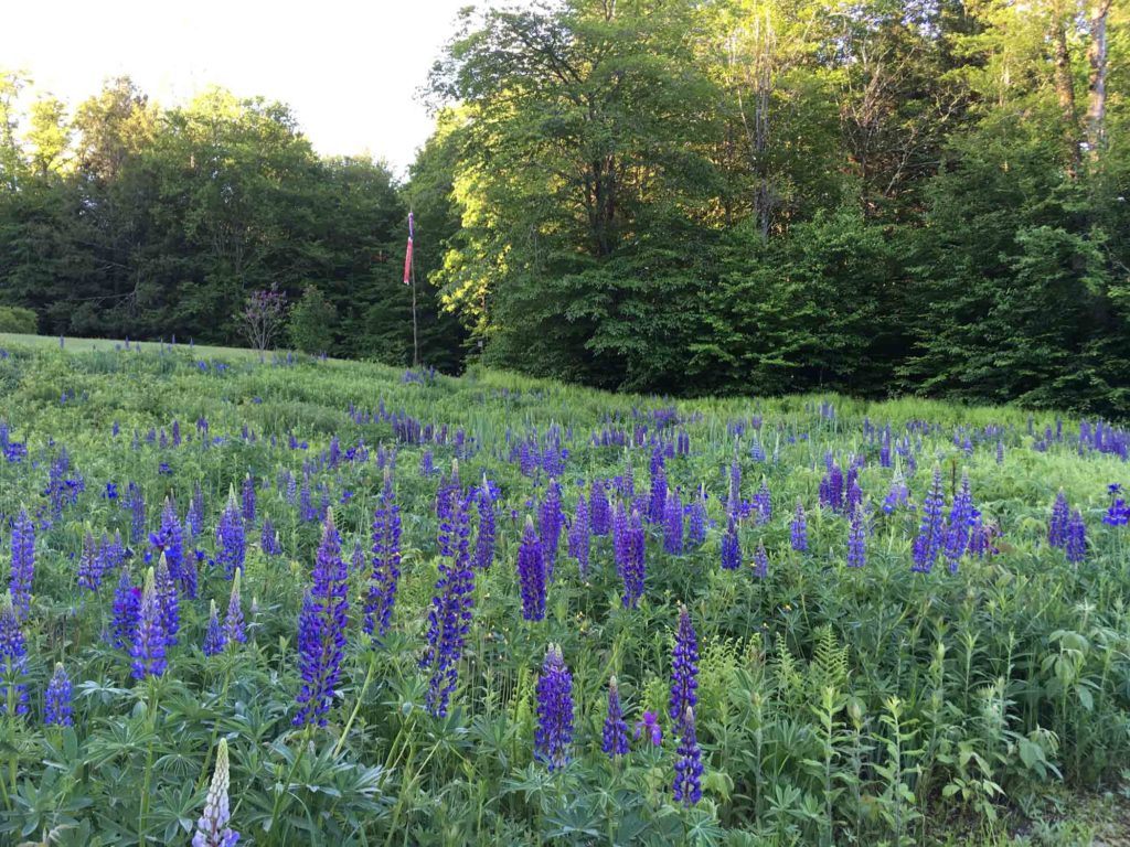Lupine Field