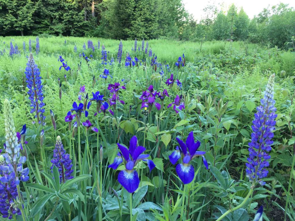 Wild Iris and Lupines