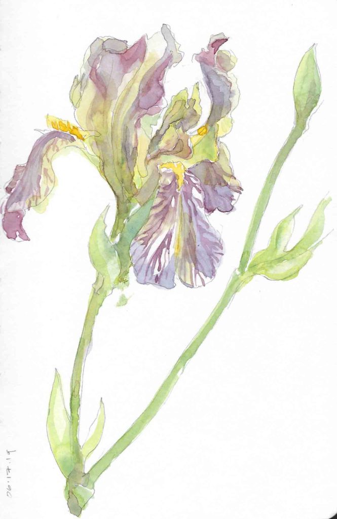 Watercolor Bloom