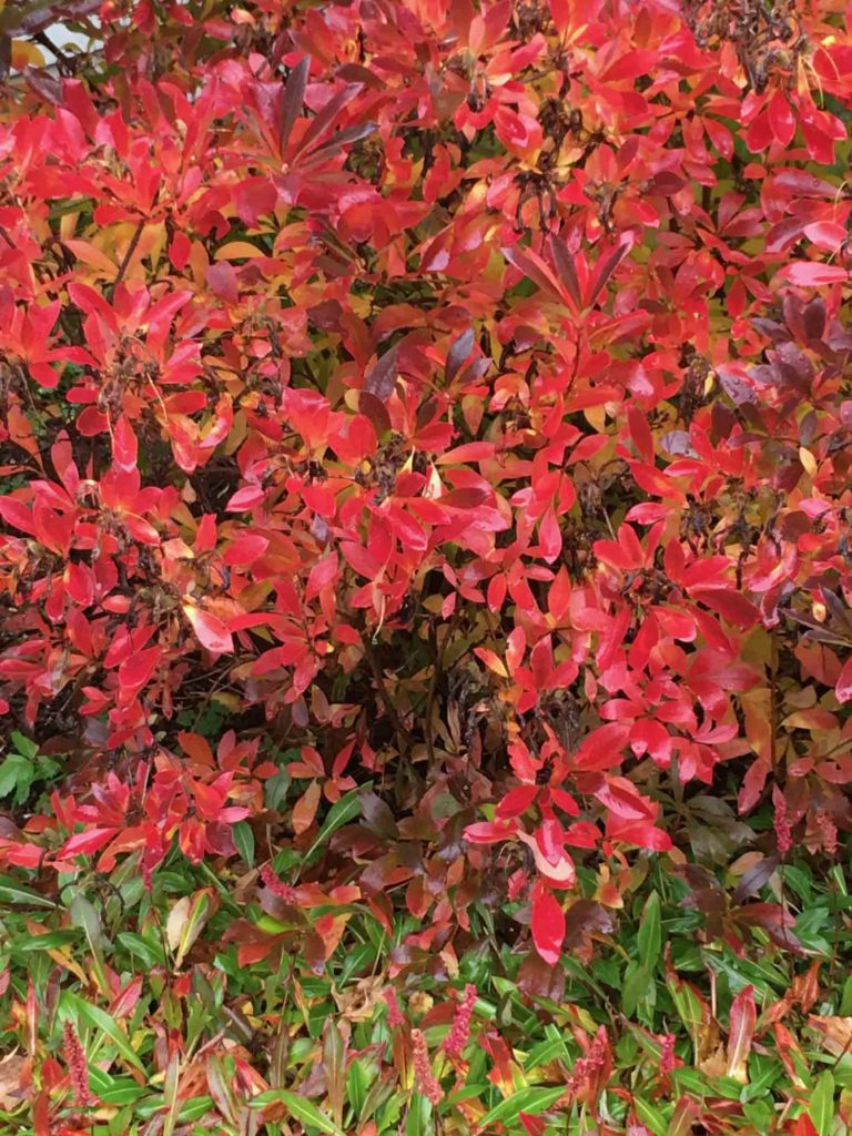 Azalea
