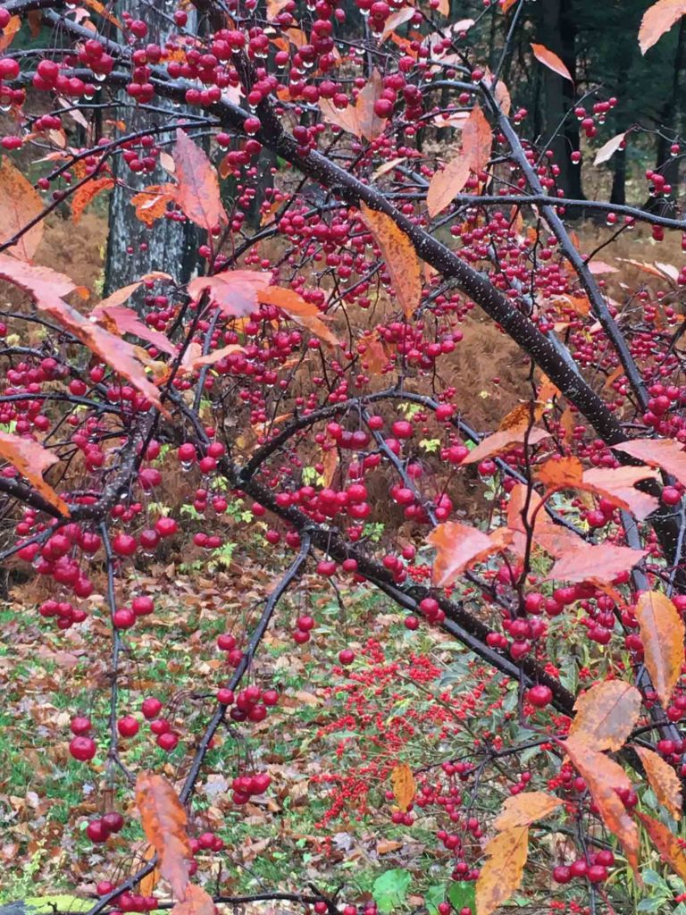 Crab Apple