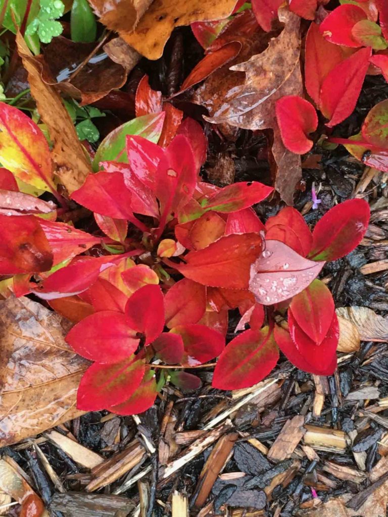 Persicaria