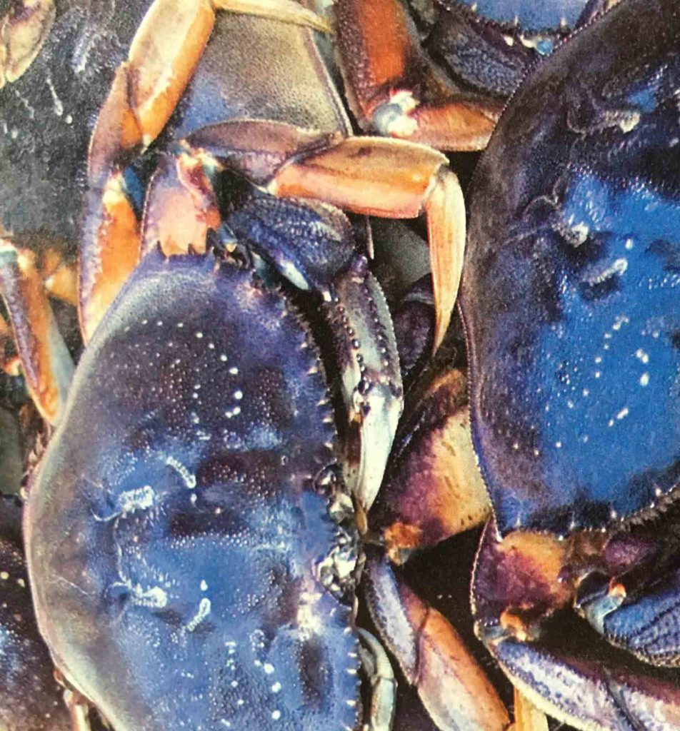 Crabs