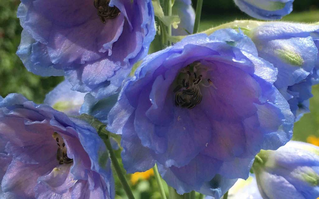 Delphinium