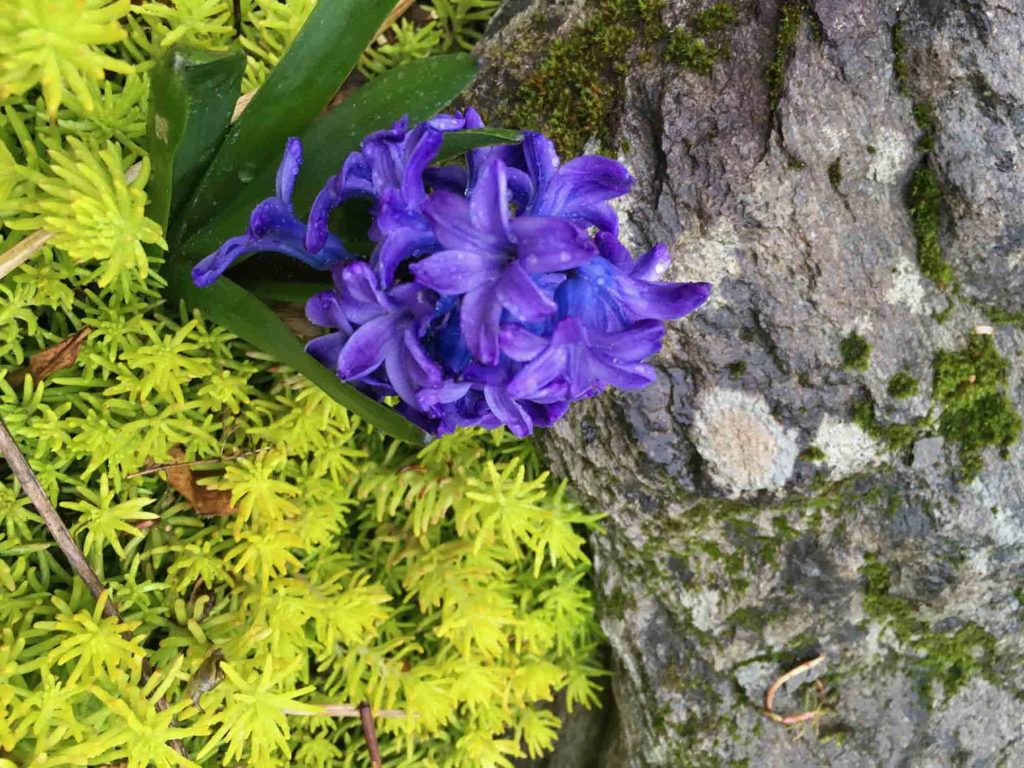 Hyacinth