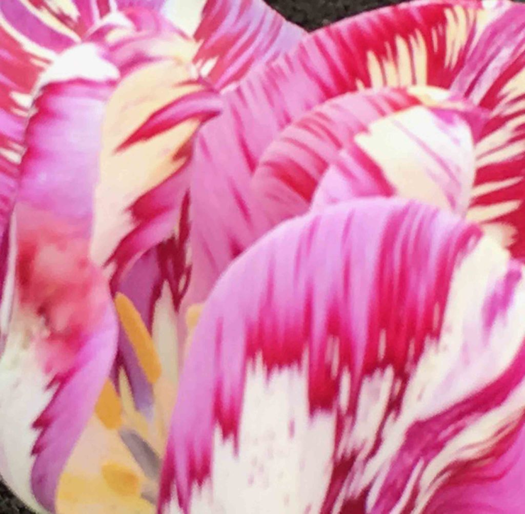 Tulip